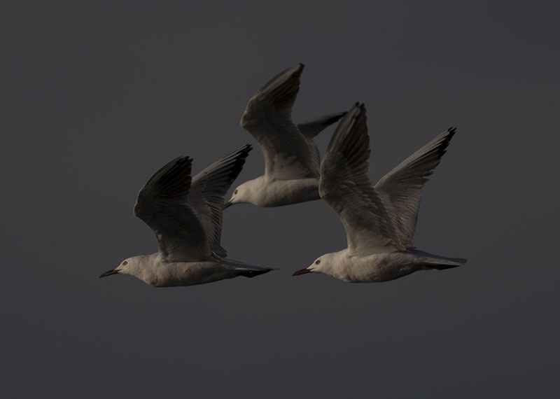 Slender-billed Gull